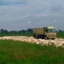 Sebuah truk pengangkut material terlihat berada di lokasi pembangunan kandang ayam di Dusun Bayur 1 RT 003 RW 008, Desa Payungsari, Kecamatan Pedes, Kabupaten Karawang. Aktivitas pembangunan sementara dihentikan guna melengkapi proses perizinan sesuai ketentuan yang berlaku.