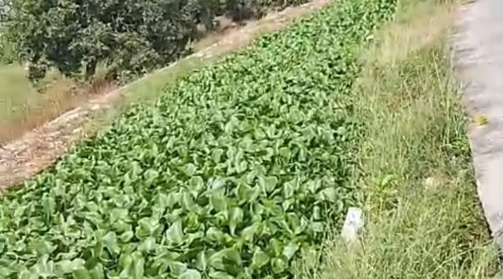 Caption : Hamparan eceng gondok menutupi hampir seluruh permukaan saluran air di Desa Sindangmulya, Kecamatan Kutawaluya, Kabupaten Karawang. Kondisi yang telah berlangsung hampir satu tahun ini menyebabkan aliran air terhambat dan dikhawatirkan berdampak pada sistem irigasi pertanian serta meningkatkan risiko banjir saat musim hujan. Foto: Patriotjabar.com/Gugun.