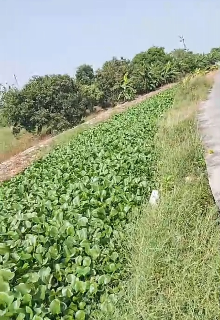 Caption : Hamparan eceng gondok menutupi hampir seluruh permukaan saluran air di Desa Sindangmulya, Kecamatan Kutawaluya, Kabupaten Karawang. Kondisi yang telah berlangsung hampir satu tahun ini menyebabkan aliran air terhambat dan dikhawatirkan berdampak pada sistem irigasi pertanian serta meningkatkan risiko banjir saat musim hujan. Foto: Patriotjabar.com/Gugun.