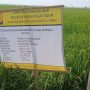 Caption : Papan informasi Program Percepatan Peningkatan Tata Guna Air Irigasi (P3-TGAI) di Desa Malangsari, Kecamatan Pedes, Kabupaten Karawang. Proyek peningkatan jaringan irigasi tersebut memiliki nilai anggaran sebesar Rp195 juta yang bersumber dari APBN Tahun Anggaran 2026, dengan pelaksana P3A Motekar dan tercantum dilaksanakan secara swakelola serta tidak boleh dipihakketigakan. Program ini kini menjadi sorotan menyusul munculnya dugaan ketidaksesuaian dalam pengelolaan anggaran material proyek.